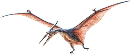 Pteranodon